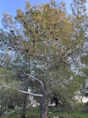 Pinus halepensis