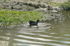 Gallinula chloropus chloropus