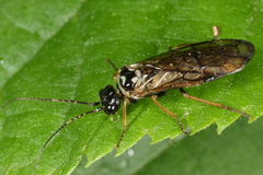 Cephalcia alpina