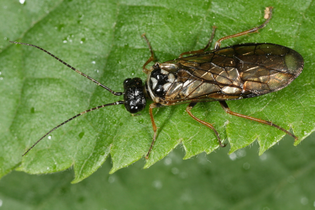 Cephalcia alpina