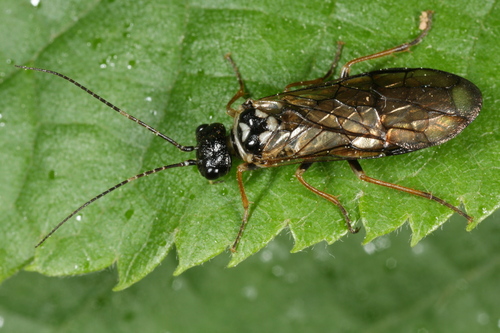 Cephalcia alpina