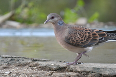 Streptopelia orientalis