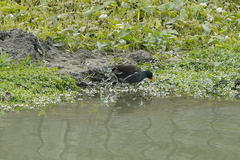 Gallinula chloropus chloropus