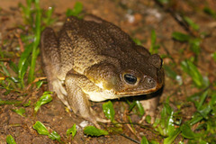 Rhinella marina
