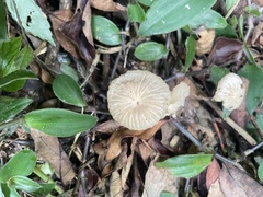 Marasmius maximus