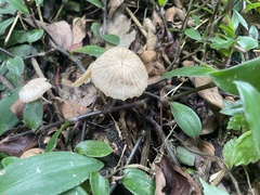 Marasmius maximus