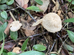 Marasmius maximus