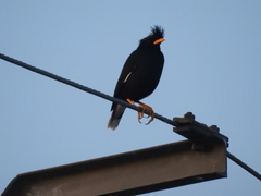 Acridotheres grandis