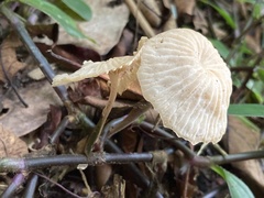 Marasmius maximus