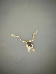 Boana faber