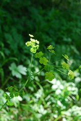 Bupleurum aureum