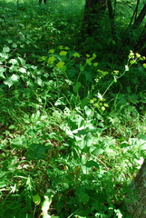 Bupleurum aureum