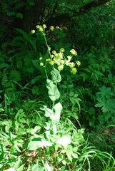 Bupleurum aureum