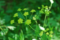 Bupleurum aureum
