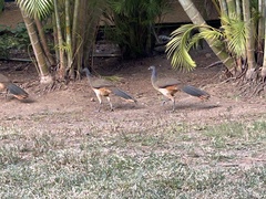 Ortalis poliocephala