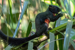 Callosciurus prevostii