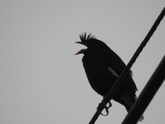 Acridotheres grandis