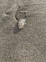 Rhizostoma pulmo