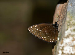 Euploea camaralzeman