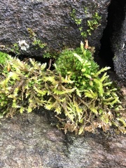 Homalothecium sericeum