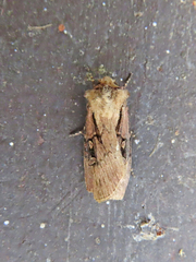 Agrotis volubilis