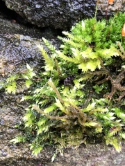 Homalothecium sericeum