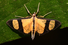 Phostria delilalis