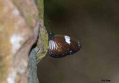 Euploea radamanthus