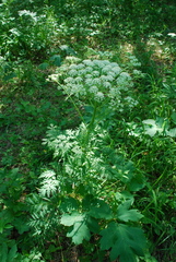 Pleurospermum uralense