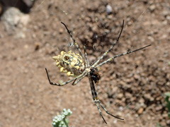 Argiope sector
