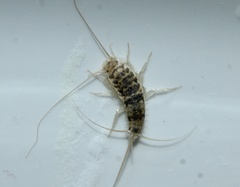 Thermobia domestica