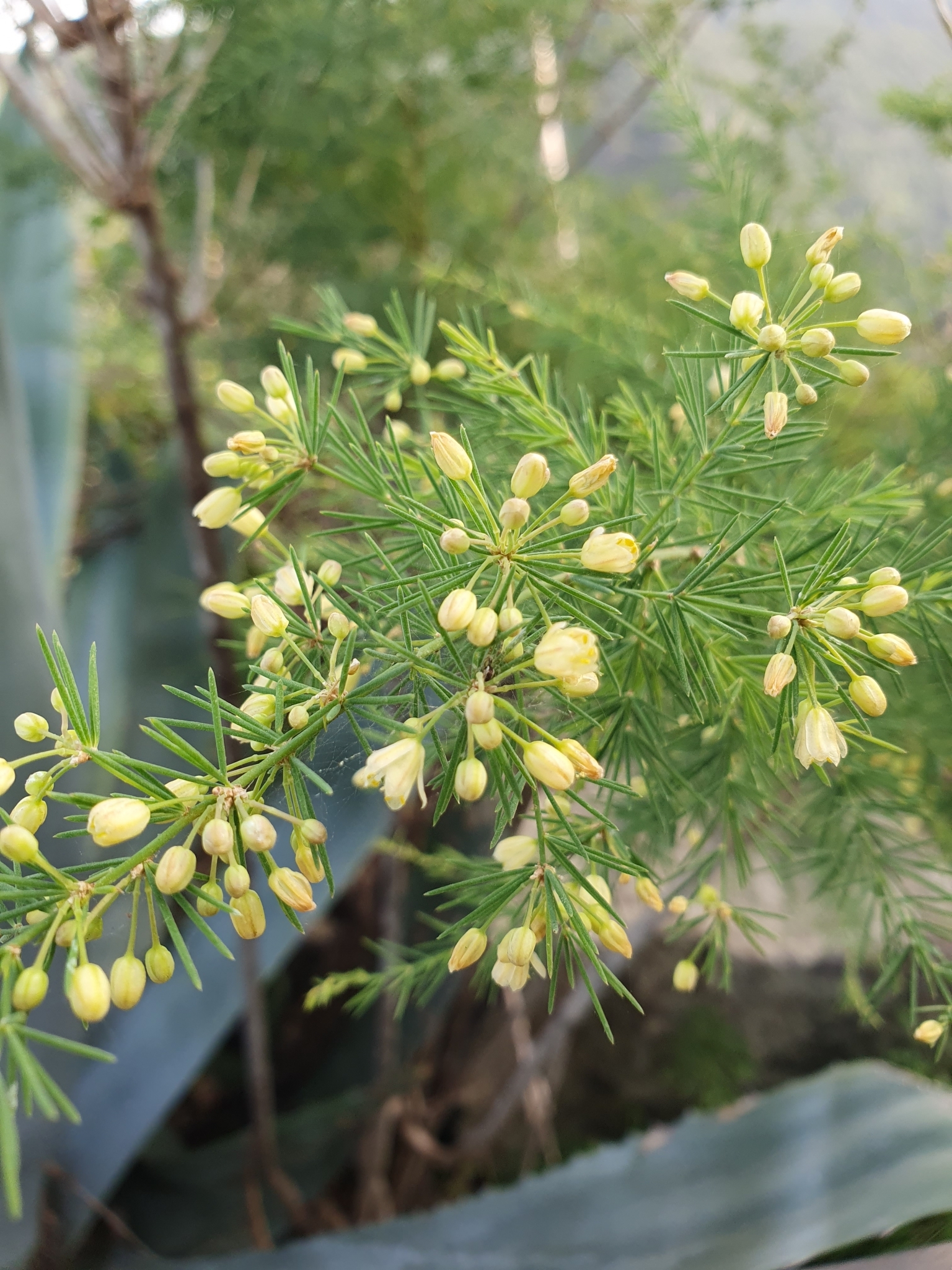 Asparagus scoparius