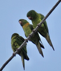 Psittacara holochlorus