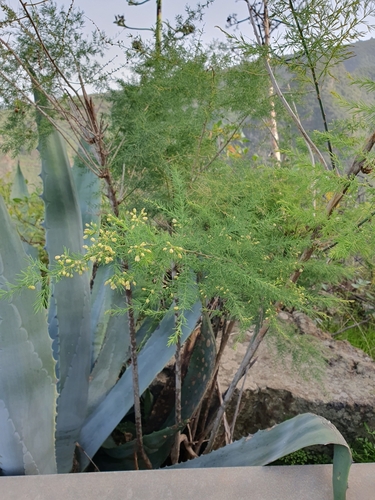 Asparagus scoparius image