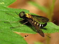Chrysopilus thoracicus