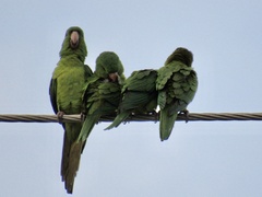 Psittacara holochlorus