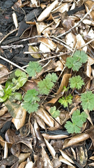 Geranium pusillum