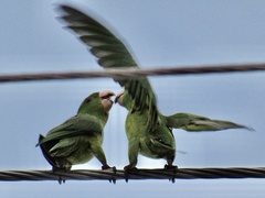 Psittacara holochlorus