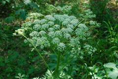 Pleurospermum uralense
