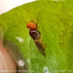 Microchrysa