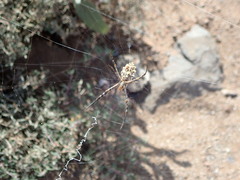 Argiope sector
