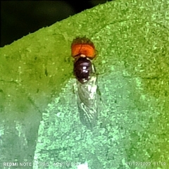 Microchrysa