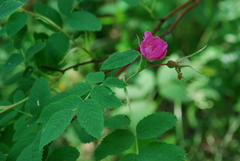 Rosa majalis