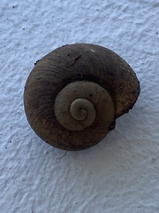 Zachrysia provisoria