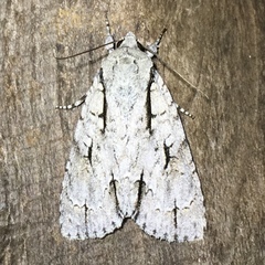Acronicta lobeliae