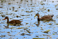 Anas platyrhynchos × fulvigula