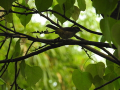 Pycnonotus conradi