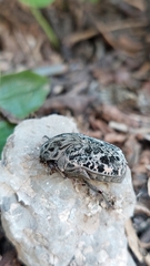 Gymnetis chalcipes