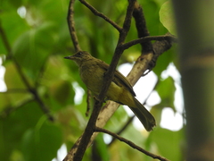 Pycnonotus conradi