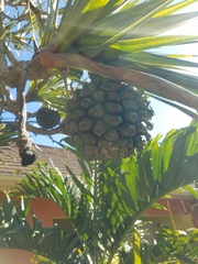 Pandanus utilis